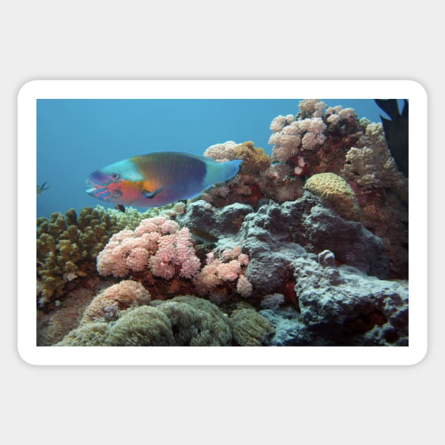 parrotfish in the coral reef Sticker by likbatonboot